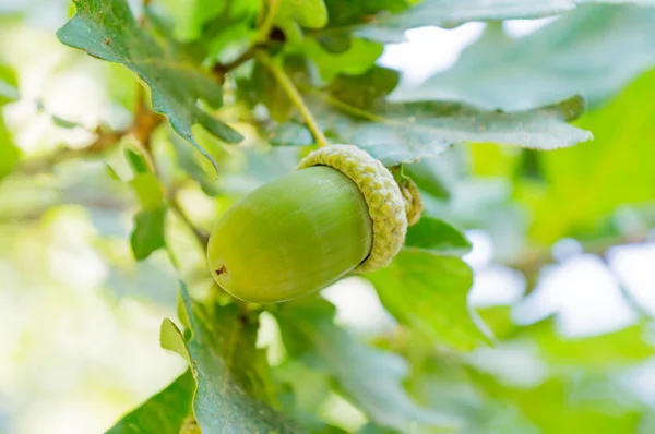 Acorn met bladeren — Stockfoto