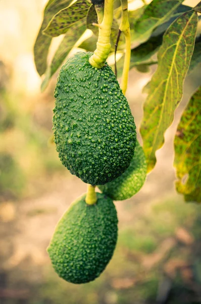 Avocados auf einem Baum — Stockfoto