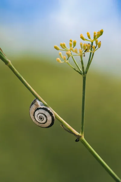 Snail — Stock Photo, Image