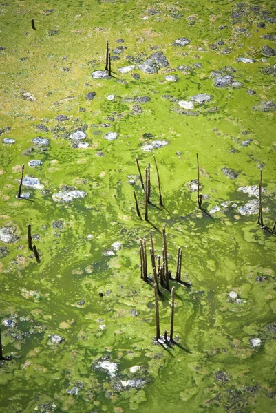 Stagnant water — Stock Photo, Image