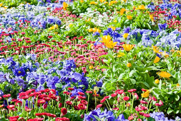 Flores de primavera en un jardín — Foto de Stock