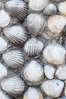 kabukları arka plan