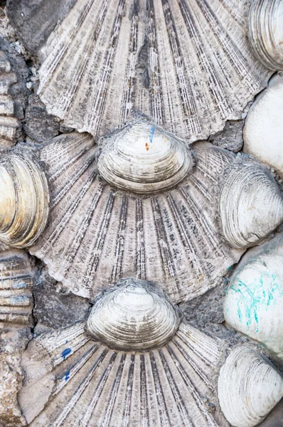 Shells background — Stock Photo, Image