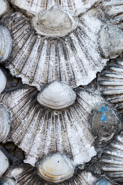 Shells background — Stock Photo, Image