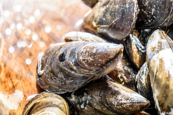 Mussels — Stock Photo, Image