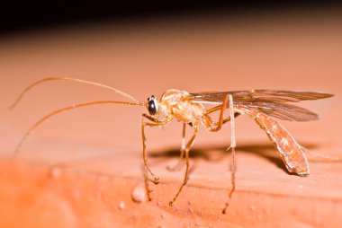 Ichneumon eşekarısı