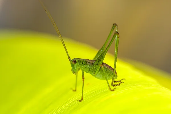 Käfer in einer Blume — Stockfoto