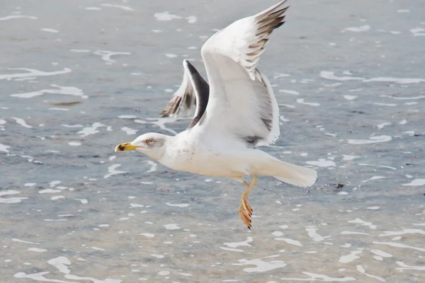 Fiskmås — Stockfoto