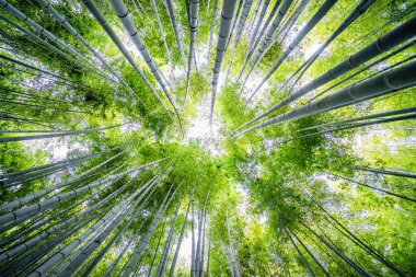 Japonya 'daki Bambu Ormanı