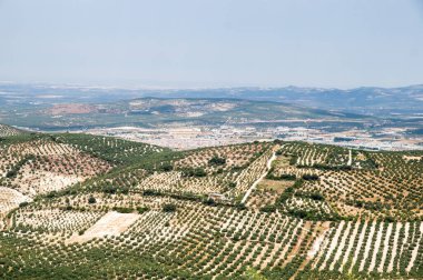 olive grove in Jaen, Andalucia, Spain