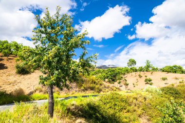 Kestane rengi Jaen, Endülüs, İspanya