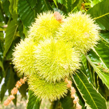 Kestane rengi Jaen, Endülüs, İspanya