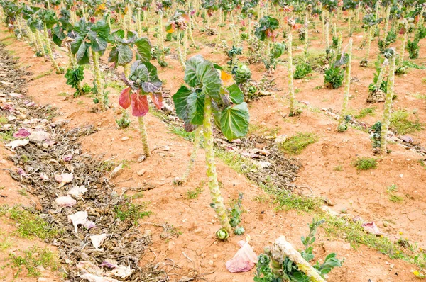 Brussels Sprouts Valencia Spain — Stock Photo, Image