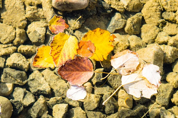 Autumn Leaves Water — Stock Photo, Image