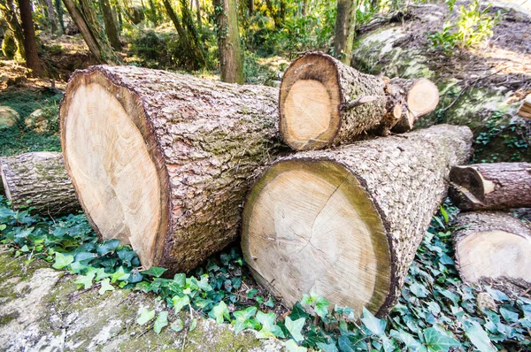 Tree Trunk Jaen Andalucia Spain Royalty Free Stock Fotografie