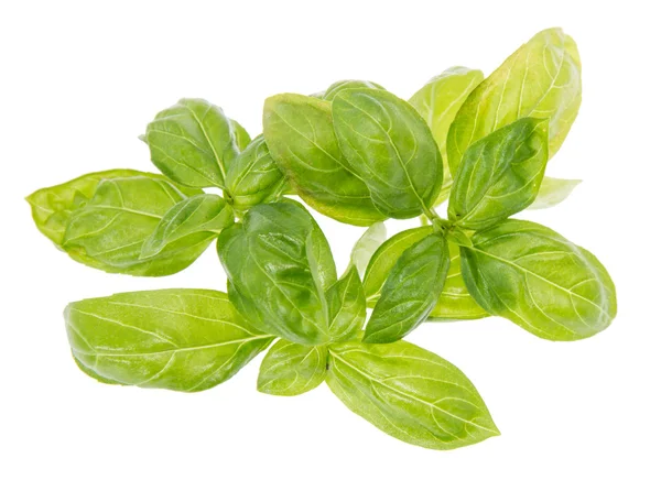 Fresh Basil isolated on white — Stock Photo, Image