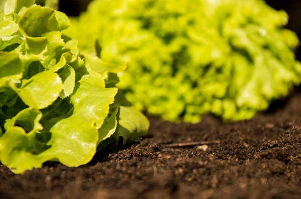 Verse sla in de tuin (zijaanzicht) — Stockfoto