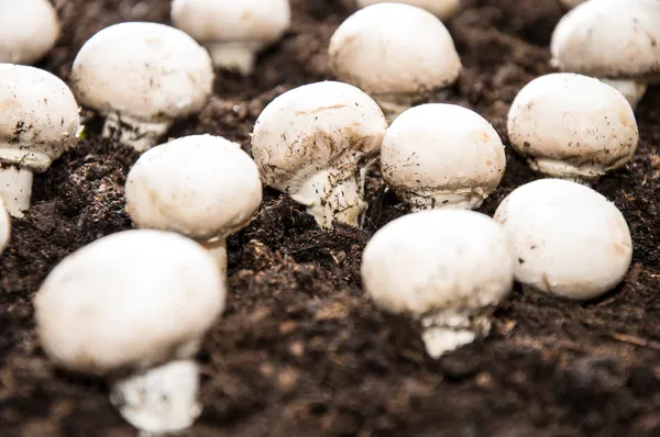 Mushrooms on earth — Stock Photo, Image