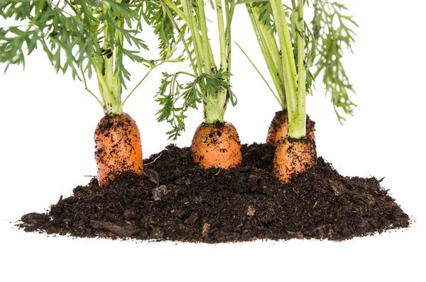 Морква в землі ізольована на білому — стокове фото