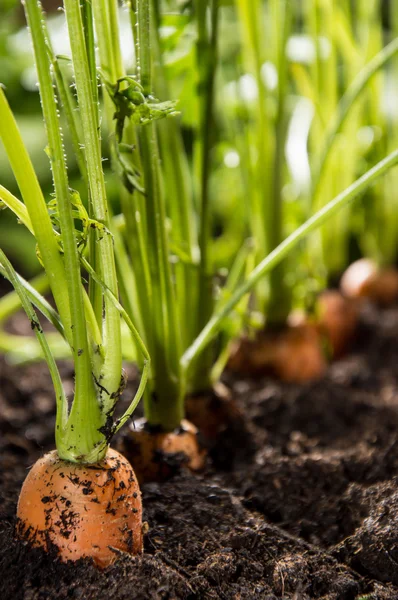 Мокрий морква в ґрунті — стокове фото
