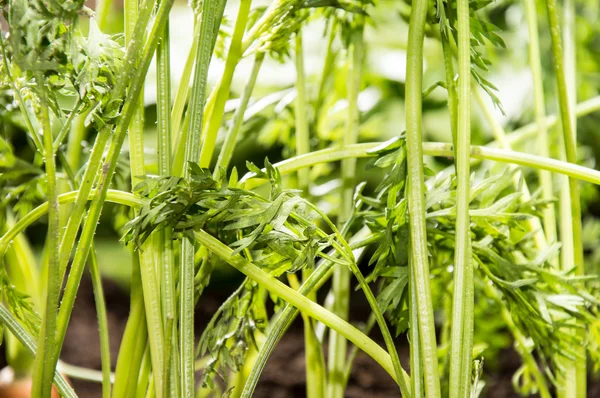 Wortelen in de tuin — Stockfoto