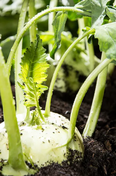 Fresh Kohlrabi in the garden — Stock Photo, Image