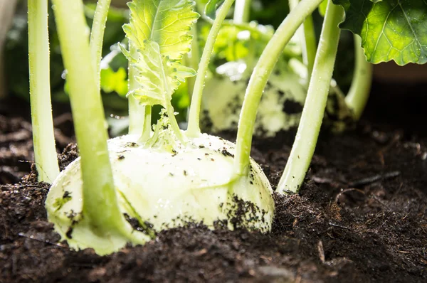 Proaspăt kohlrabi în grădină — Fotografie, imagine de stoc