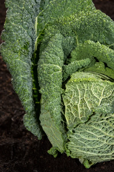 Savoy in de tuin — Stockfoto