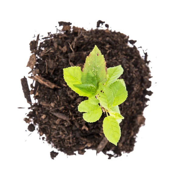 Small Seedling (top view) — Stock Photo, Image