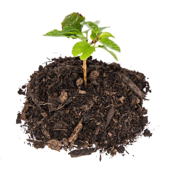 Seedling in a heap of earth — Stock Photo, Image
