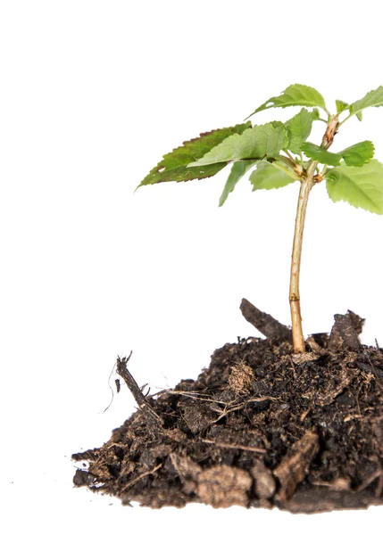 Seedling in a heap of earth — Stock Photo, Image