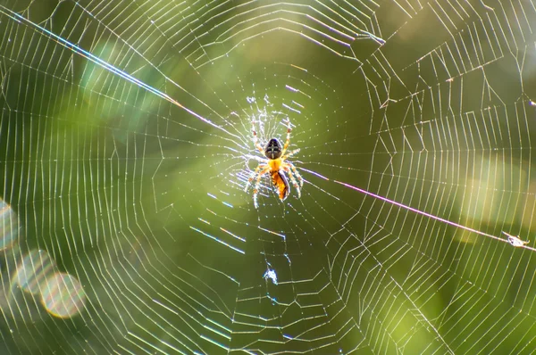 Kereszt pók a hálóban — Stock Fotó