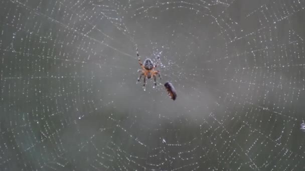 Cruz de araña durante la lluvia — Vídeos de Stock