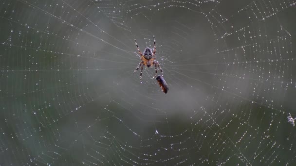 Krzyż pająk w mokrych netto — Wideo stockowe