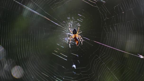 Křížový pavouk v síti — Stock video