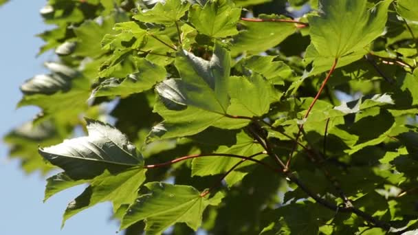 Treetop en el viento contra el cielo azul — Vídeo de stock