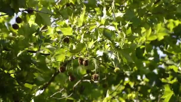Baumwipfel im Wind gegen blauen Himmel — Stockvideo