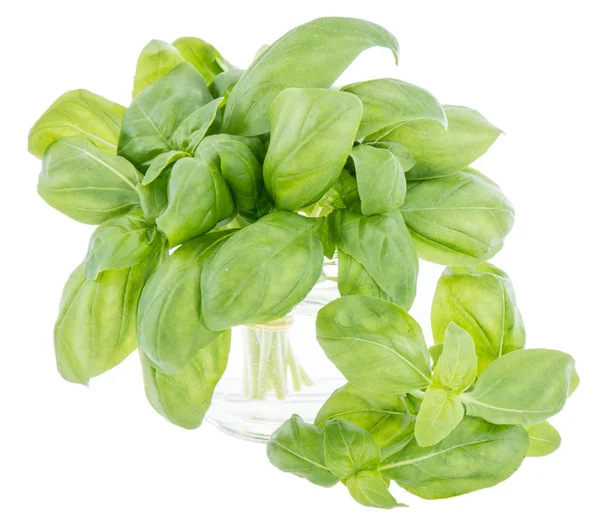 Basil bunch isolated on white — Stock Photo, Image