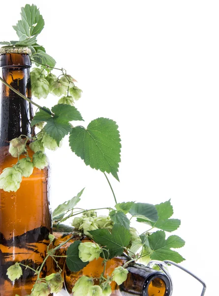 Beer decorated with Hops on white — Stock Photo, Image