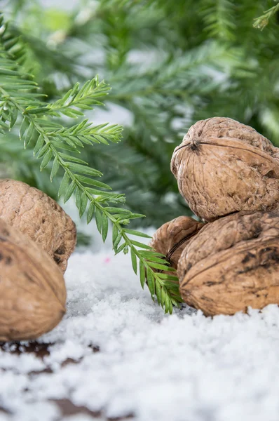 Walnoten in winters tafereel — Stockfoto