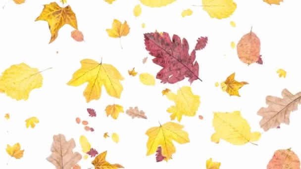Leaves falling down on white background ends on blue — Stock Video