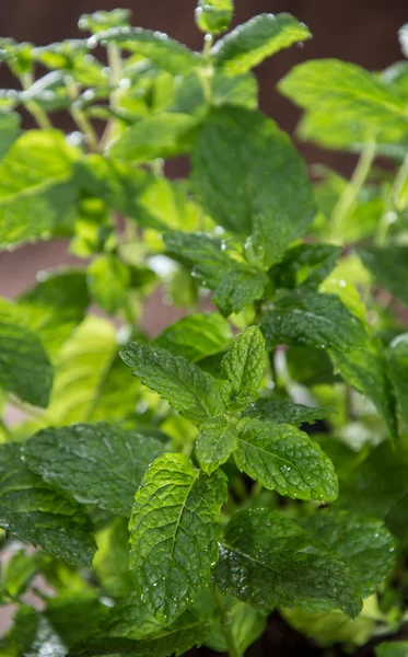 Gouttes d'eau sur une usine de menthe — Photo