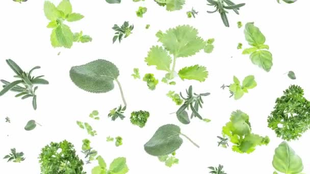 Herbs falling down on white background — Stock Video