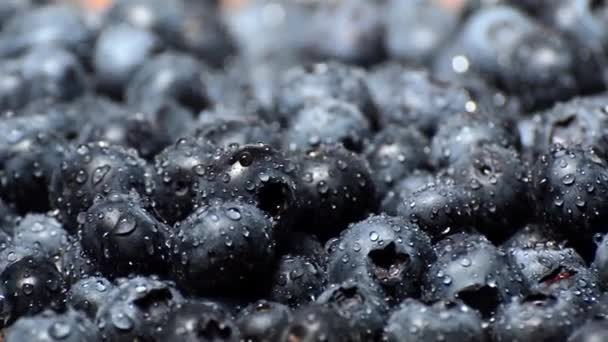 湿蓝莓 （无限循环，微距拍摄) — 图库视频影像
