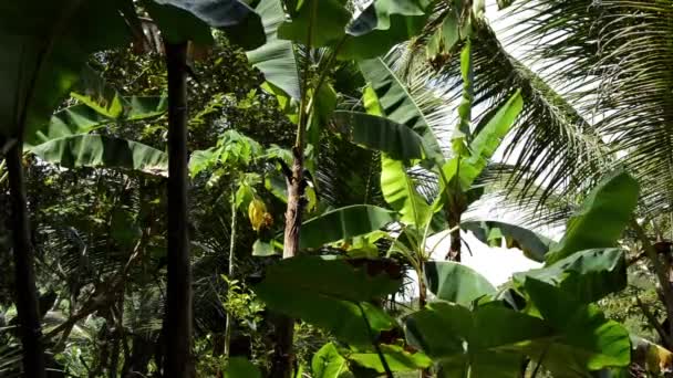 Banana Tree leaves — Stock Video