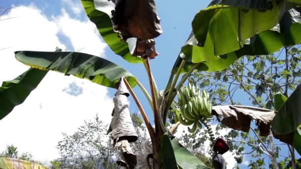 Frutos de banana frescos — Vídeo de Stock