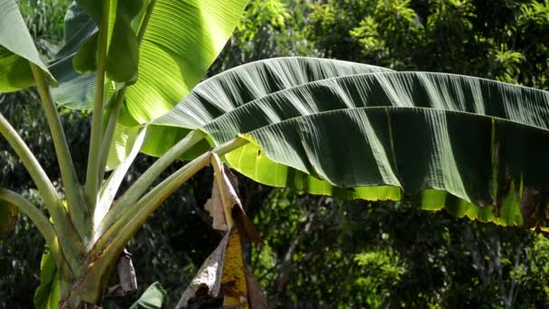 Банановые листья — стоковое видео
