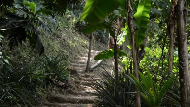 Chemin dans la jungle — Video
