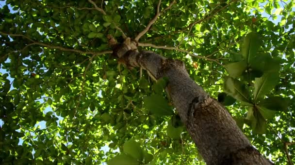 Árbol tropical — Vídeos de Stock