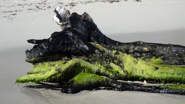해변에서 파도 파괴 — 비디오